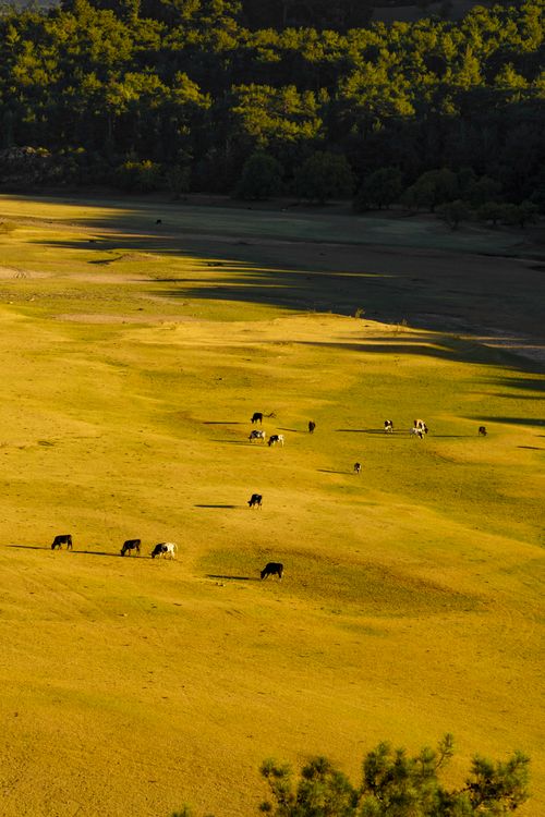Free Serene aerial shot of cattle grazing on a sunlit pasture in a scenic countryside landscape. Stock Photo