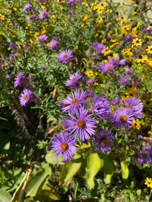Blooming New England Aster Flowers Close-Up Photo