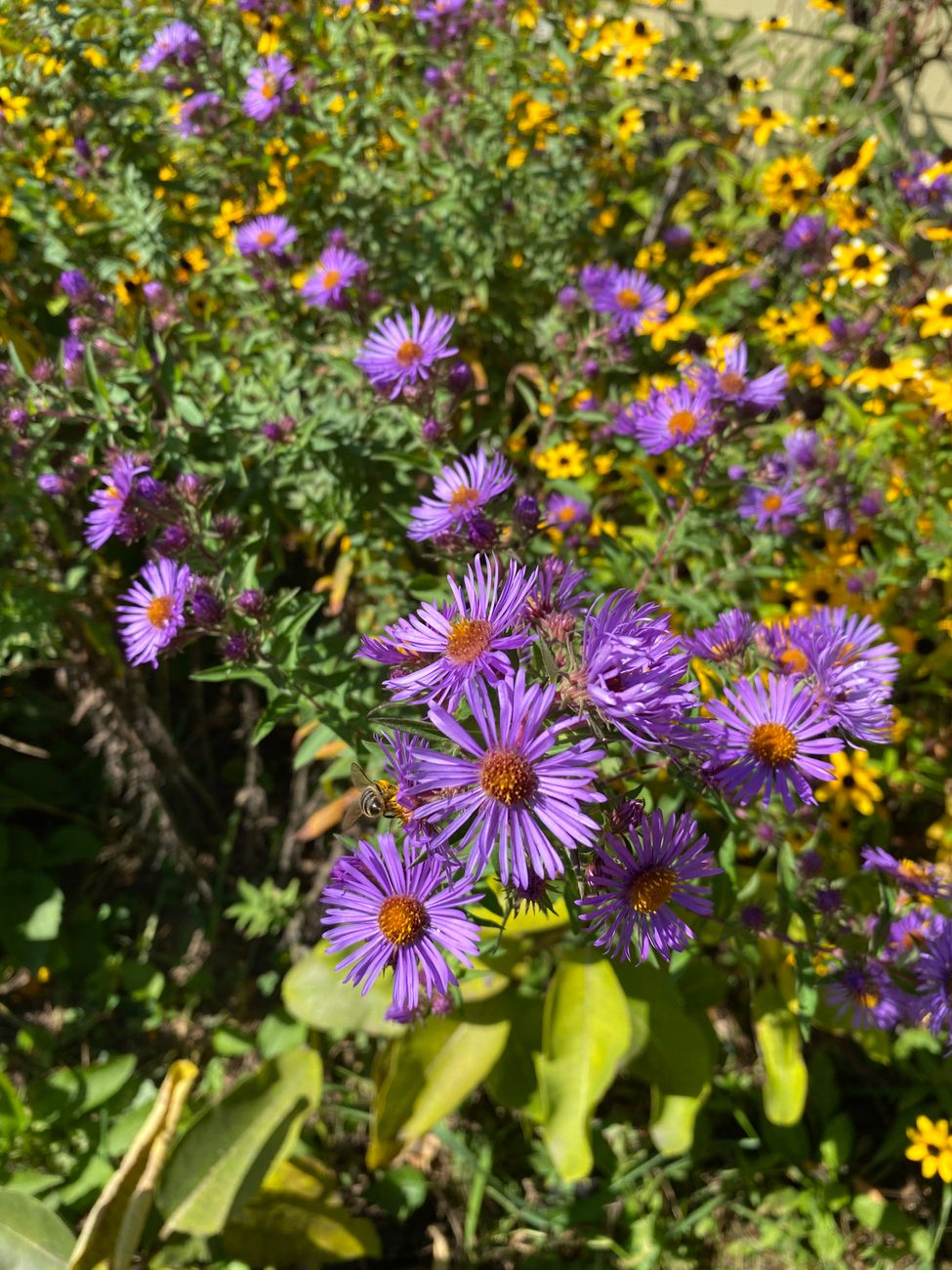 Taming the Traveling Perennial: Organic Strategies to Contain Vigorously Spreading Rhizomatous Plants (Like Bee Balm and Running Asters) in Established Mixed Borders
