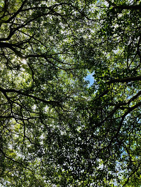 Fotomural Una vista vibrante de un dossel de árboles verdes en las Islas Galápagos.