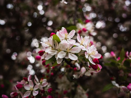 Pink Flowers in the Garden