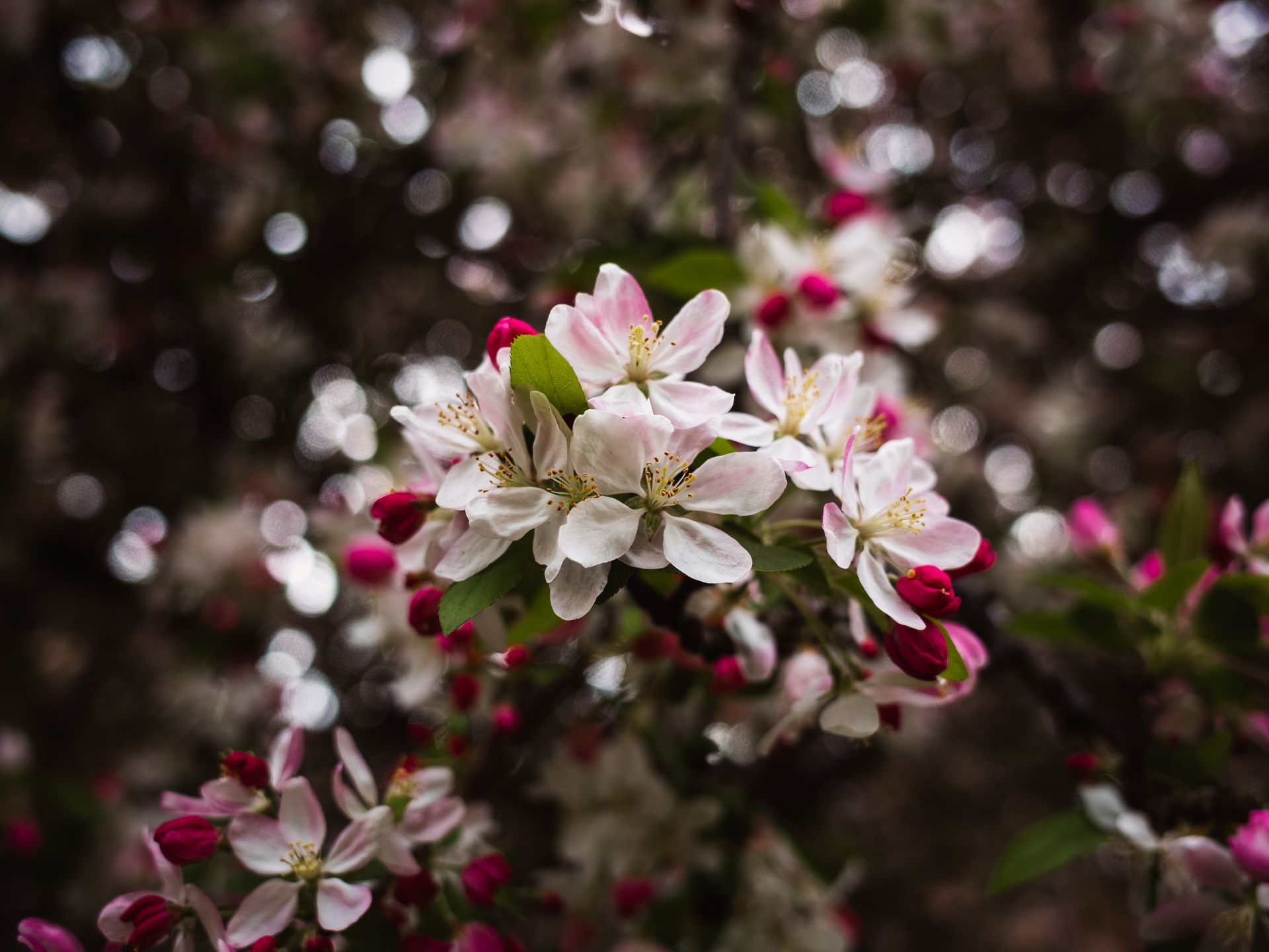 A beautiful close-up of pink and white blossom flowers in spring with a blurred bokeh background.