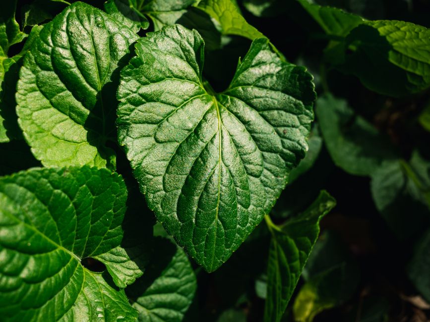 Close-up of a vibrant green heart-shaped leaf showcasing nature's intricate foliage details.