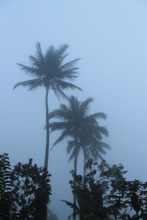 Základová fotografie zdarma na téma fotografie přírody, kokosový ořech, mlha