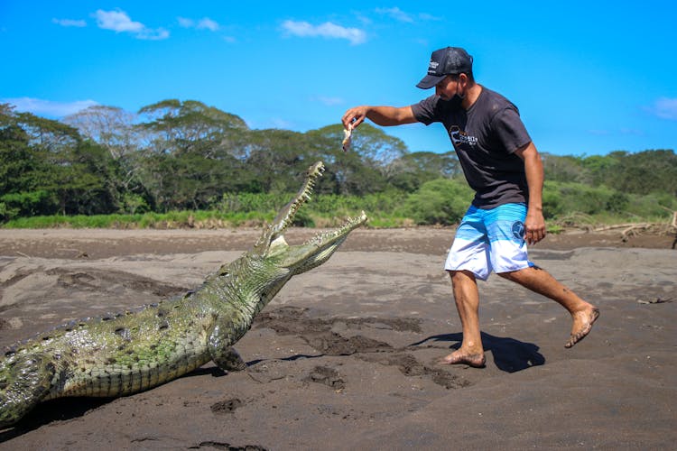 Man Feeding A Crocodile