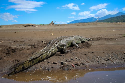 Foto d'estoc gratuïta de aigua, camp, Cocodril