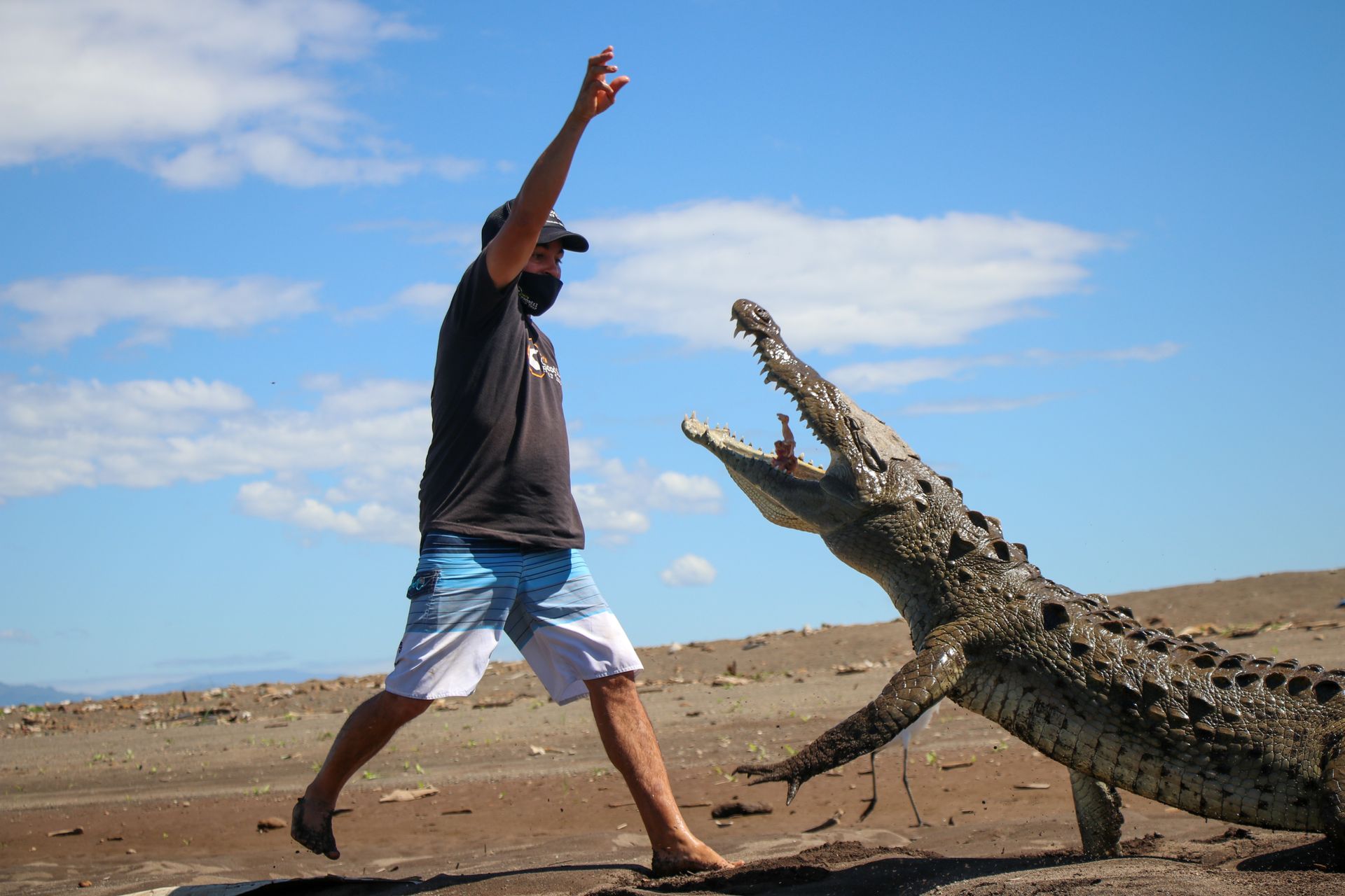 A Man Feeding a Crocodile with Meat