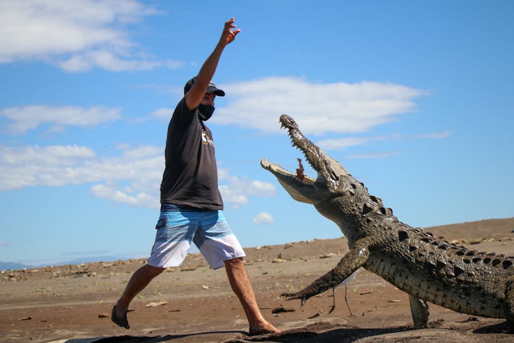 A Man Feeding A Crocodile With Meat