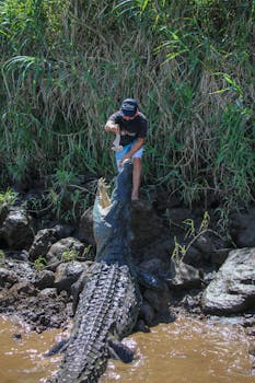 A man daringly feeds a large crocodile by a swamp under daylight.
