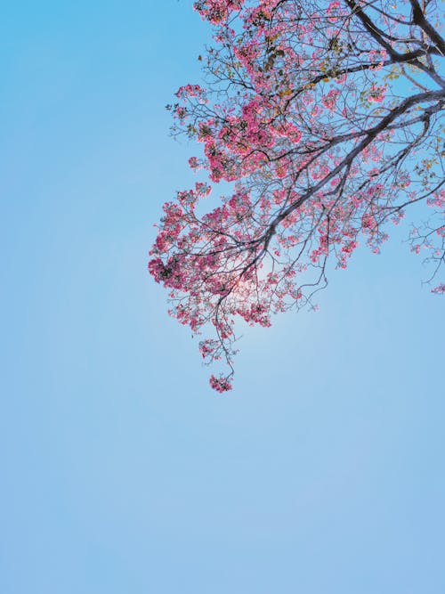 Fotos de stock gratuitas de árbol, bonito, cielo azul