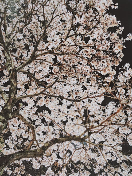Δωρεάν στοκ φωτογραφιών με άνθη κερασιάς, βοτανική, δέντρο
