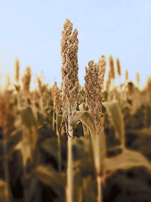 Great Millet Grains Close-Up Photo