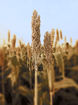 Flour, sorghum