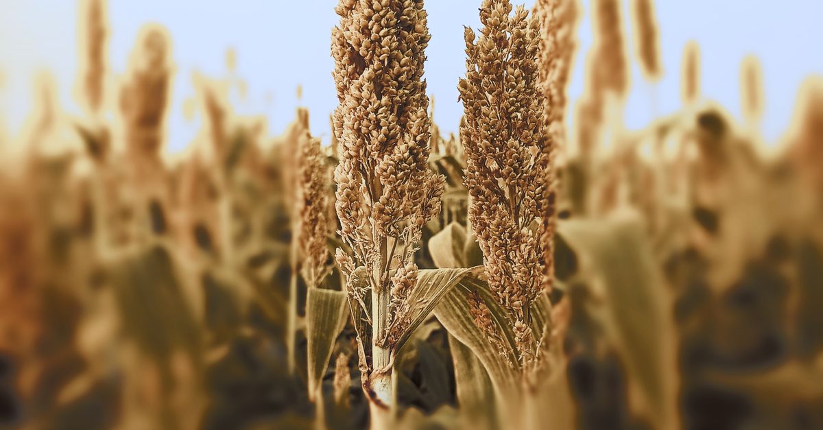 Great Millet Grains Close-Up Photo · Free Stock Photo