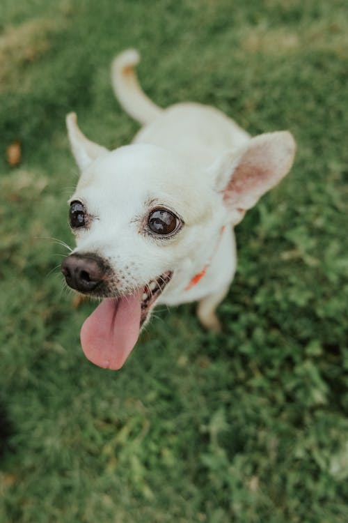 Free Close-Up Shot of a White Chihuahua  Stock Photo