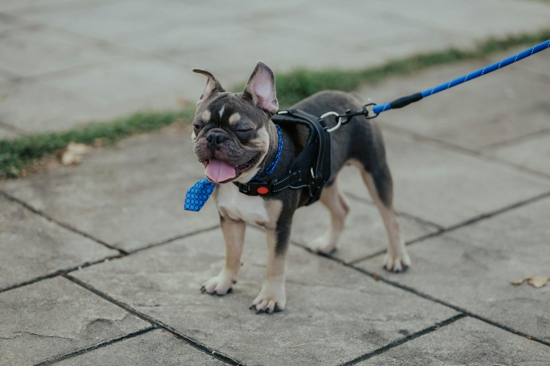 Close-Up Shot of a French Bulldog