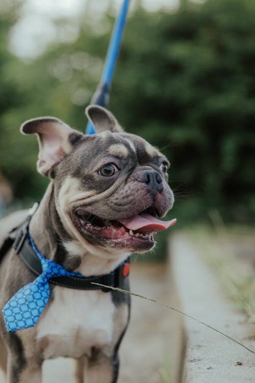 Fotos de stock gratuitas de animal, Bulldog francés, canidae