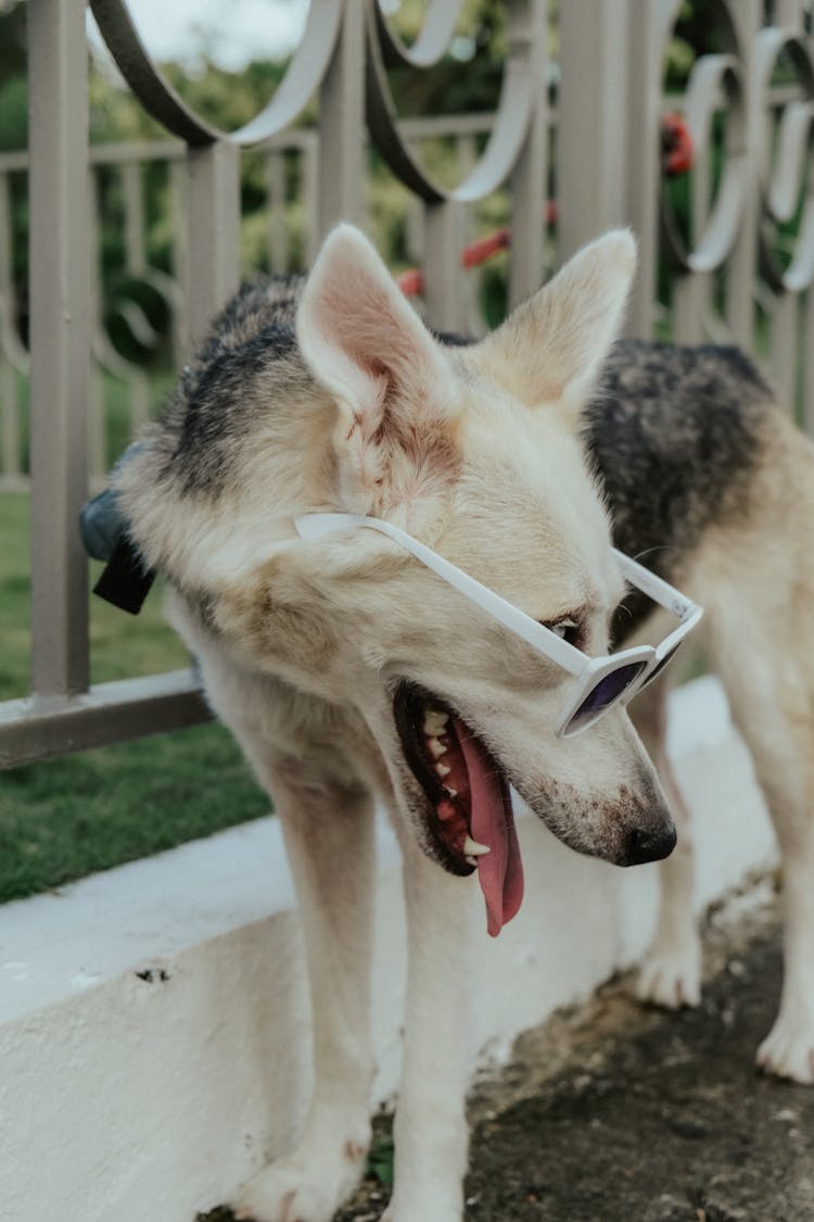 Pet Dog Wearing Sunglasses