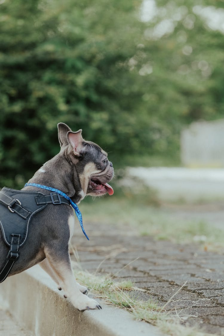 French Bulldog Standing On Concrete Ground