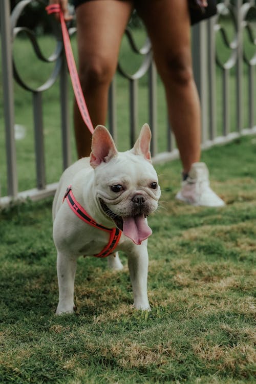 Fotos de stock gratuitas de adorable, animal, Bulldog francés