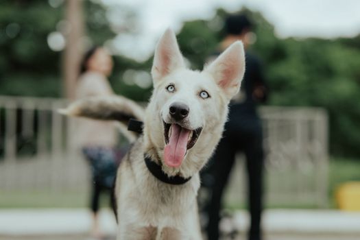 White Short Coat Dog With Tongue Out