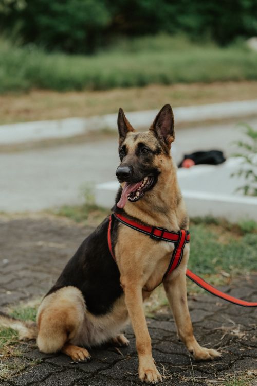 Free German Shepherd sitting on pavement with a red leash, looking alert and attentive. Stock Photo