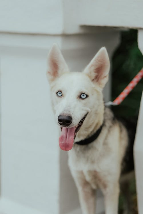 Foto profissional grátis de animal, animal de estimação, cachorro