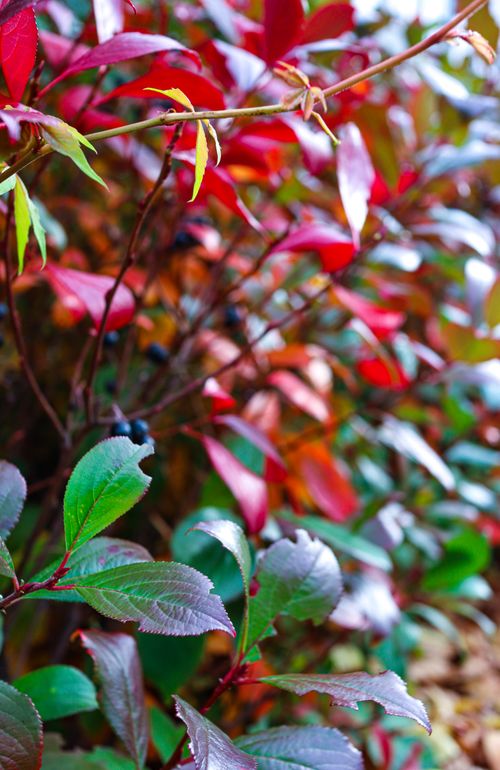 Free Close-up of vibrant red and green aronia leaves with shallow depth of field. Stock Photo