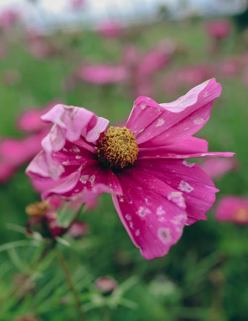 Close-Up Shot of a Pink Flower in Bloom