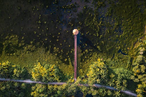 Бесплатное стоковое фото с Аэрофотосъемка, болотистая местность, деревья