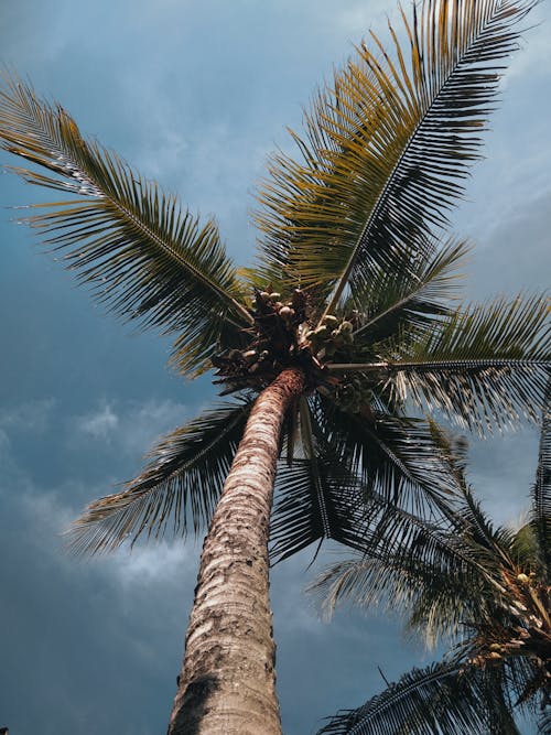 Photos gratuites de cocotiers, palmiers, prise de vue en contre-plongée