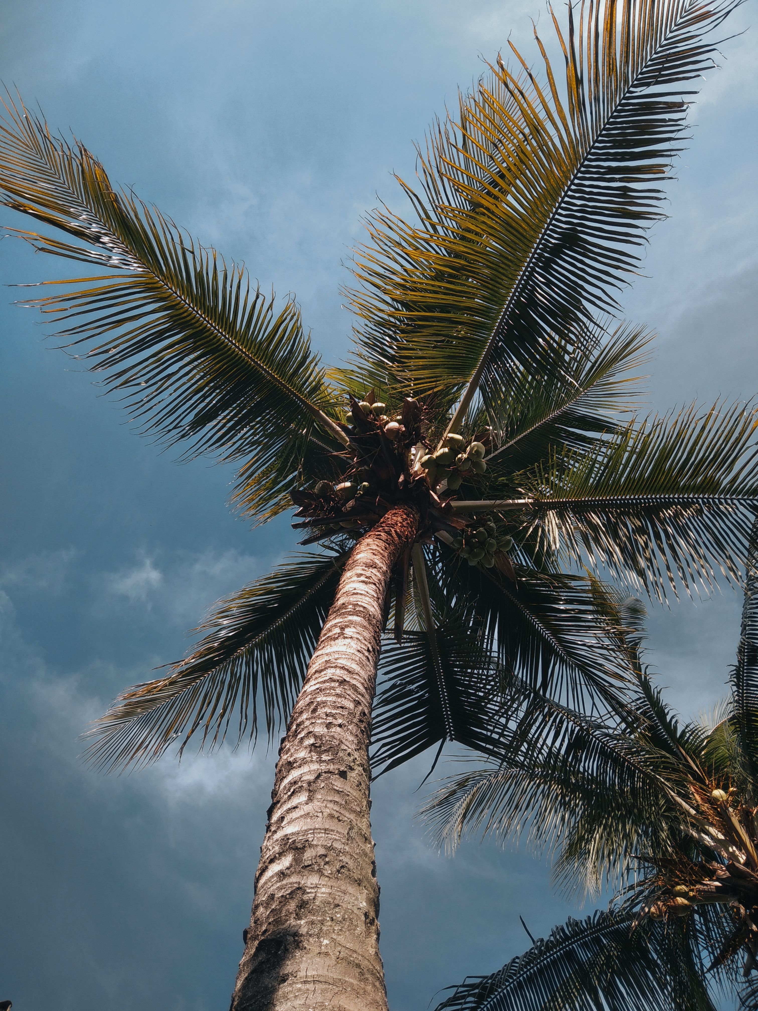 Low Angle Shot Green Palm Tree Under Blue Sky · Free Stock Photo