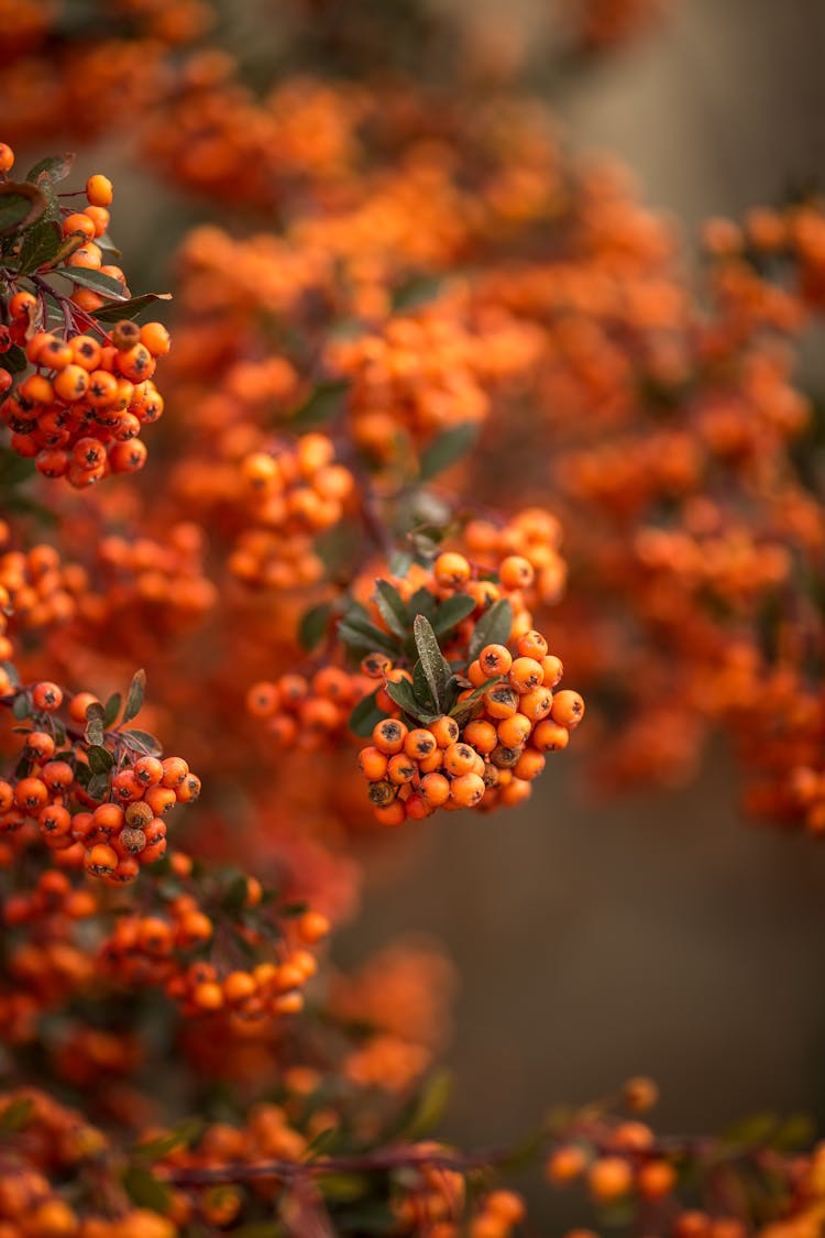 Close-up Of Red Berries On A Tree 