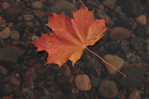 Close-Up Shot of a Maple Leaf