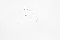 Flock of Birds Flying in the Sky