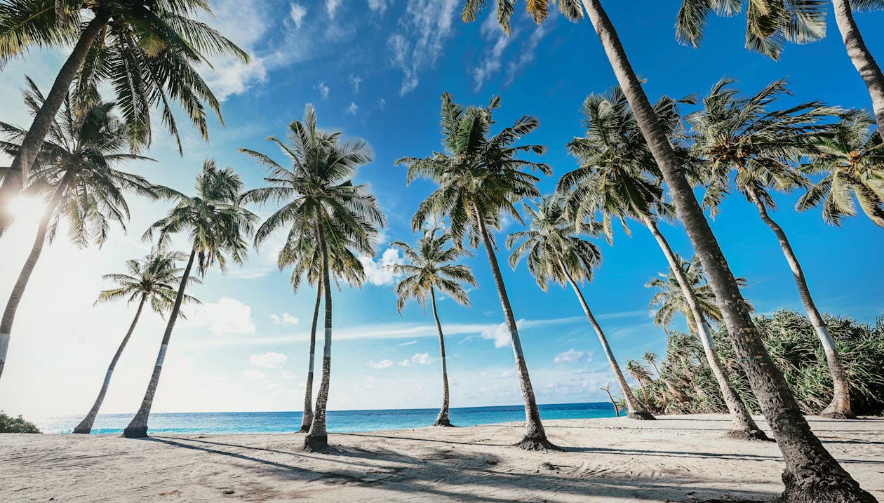 Coconut Trees on a Tropical Beach