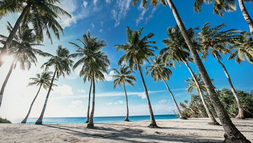Free Sunlit tropical beach with coconut trees and turquoise waters in Fuvahmulah, Maldives. Stock Photo
