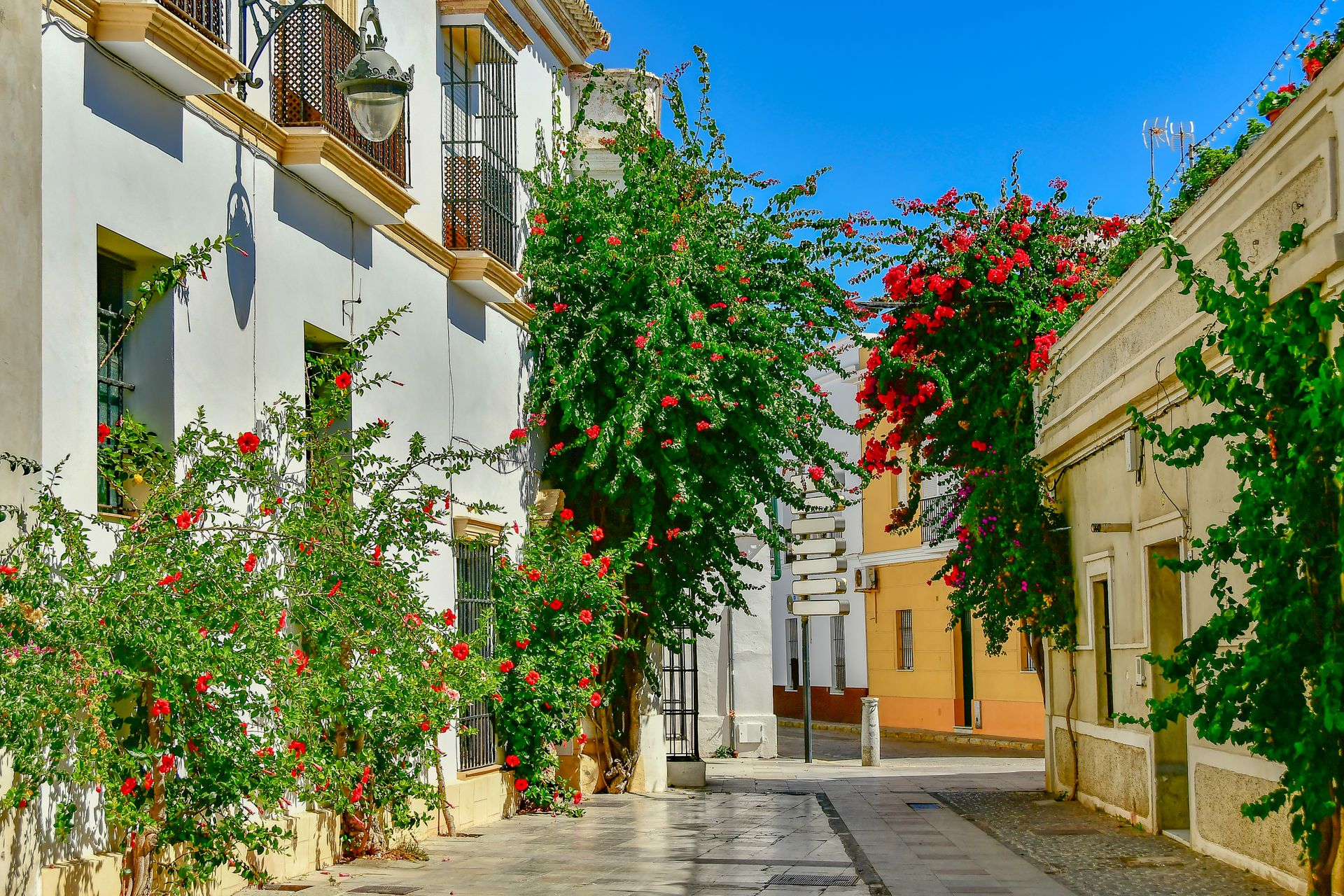 Flowering Shrubs on House Walls
