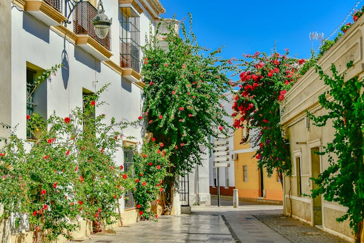 Flowering Shrubs On House Walls