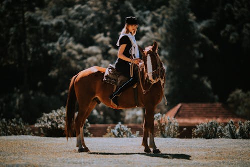 Foto d'estoc gratuïta de animal, bestiar, cavall