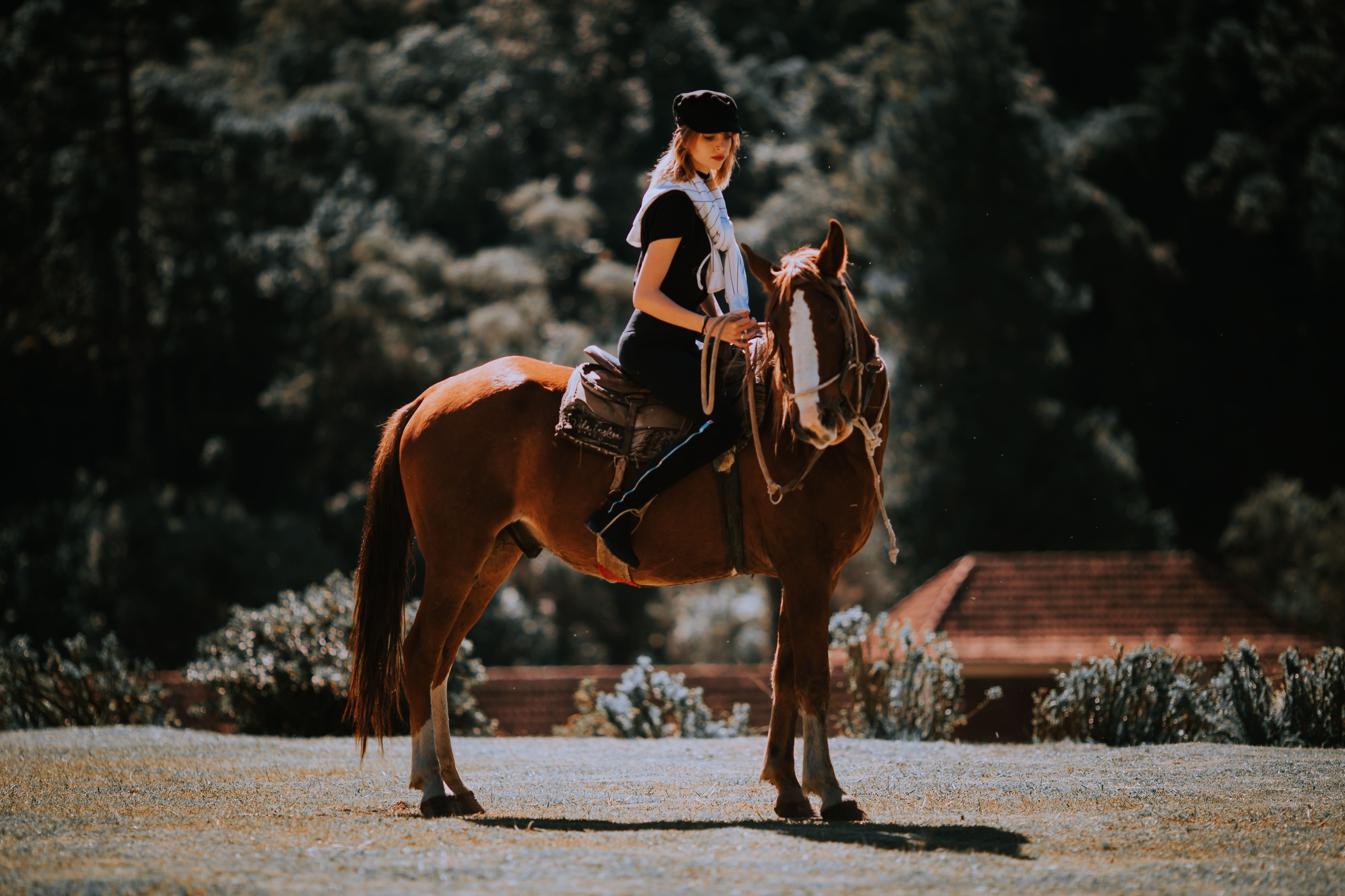 Woman Standing In Front Of Horse · Free Stock Photo