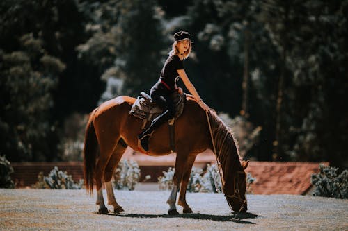 Základová fotografie zdarma na téma jezdec, jízda na koni, krásný