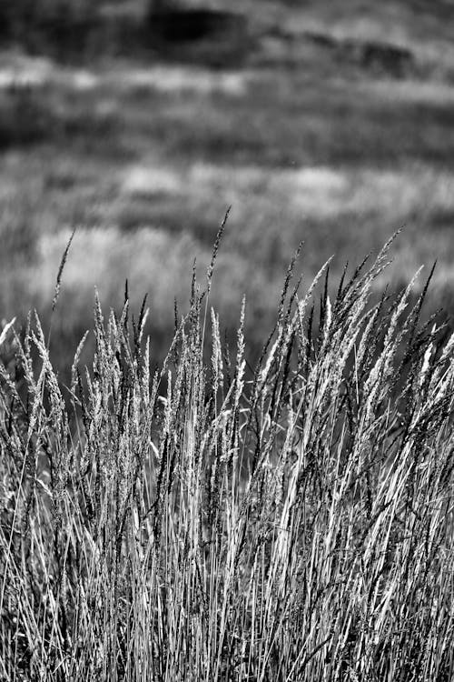 Fotos de stock gratuitas de blanco y negro, campo, campo de hierba
