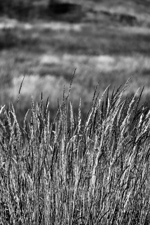 Free Black and white image of tall grass gently swaying in a field. Stock Photo