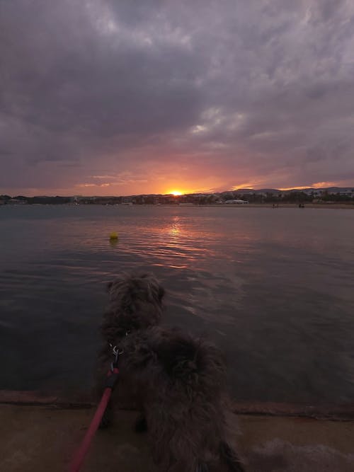 Kostnadsfri bild av atardecer, havsviken, liten hund