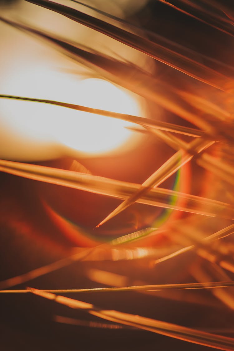 Close Up Of Blades Of Grass