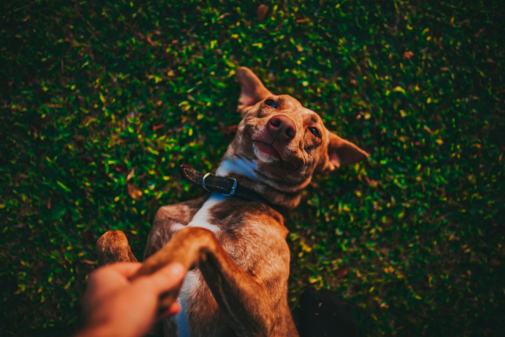 Dog Lying on the Grass and Man Holding His Dogs Paw