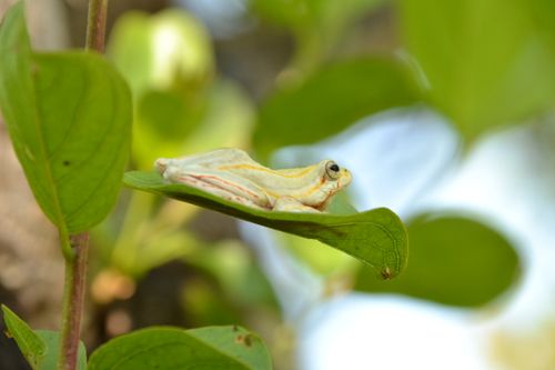 Free Painted Reed Frog Stock Photo