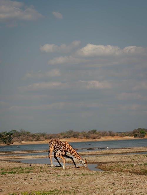 A Thirsty Giraffe Drinking Water