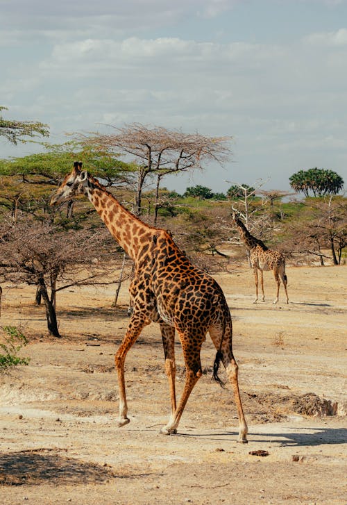 Fotos de stock gratuitas de animales, fauna, jirafas